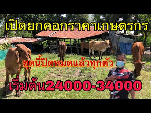 เปิดยกคอกเกษตรกรจับต้องได้-วัว เปิดยกคอกเกษตรกรจับต้องได้-วัว