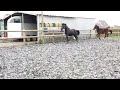 Dressurpferd 2 jarige merrie