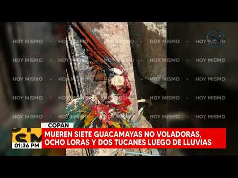 Fuertes lluvias dejan varias aves muertas y daños en parque de aves en Copán