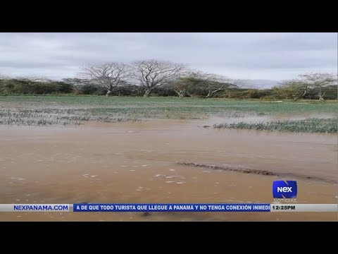 Inundaciones afectan cultivos en Penonomé y Natá
