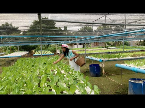 พาเที่ยวชมสวน-ไทรทองไฮโดรฟาร์ม พาเที่ยวชมสวน-ไทรทองไฮโดรฟาร์ม