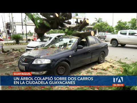 Un árbol colapsó sobre dos carros en Guayaquill