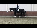 Dressage horse Talentvol dressuurpaard