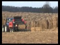 Мискантус: Miskantus zbiory