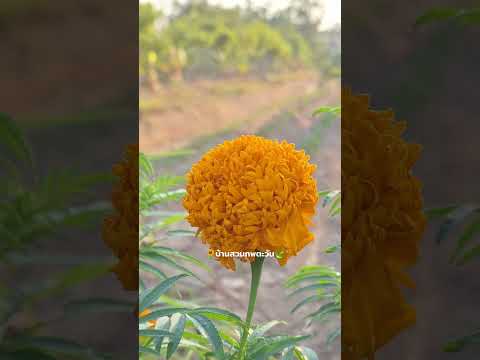 สวัสดีพี่ๆทุกคนครับยินดีต้อนรั