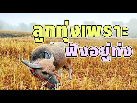 ลูกทุ่งเพราะฟังอยู่กลางท่ง ลูกทุ่งเพราะฟังอยู่กลางท่ง