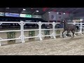 Show jumping horse 3 jarige Uricas van De Kattevennen x Nonstop