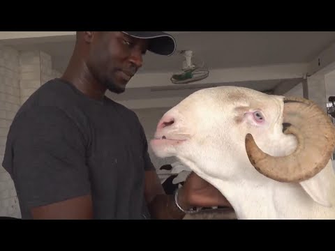 Senegal's fanciest sheep are not destined for slaughter, but lives of luxury