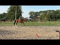 Show jumping horse Stoere ruin v. Banagro (Cardento x Quickstar)