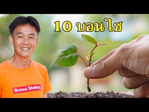 10อันดับบอนไซน่าปักชำในประเ