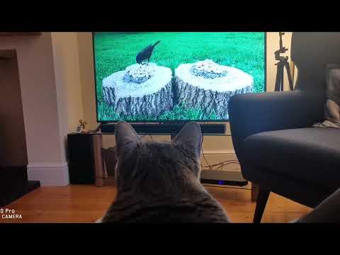 แมวดูทีวี-Gogglebox-Cat แมวดูทีวี-Gogglebox-Cat