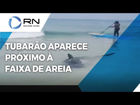 Tubarão aparece próximo à faixa de areia em praias de Saquarema, no Rio de Janeiro