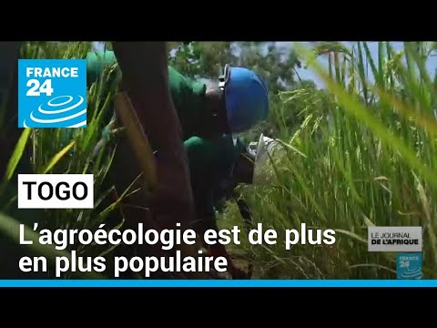 Togo : l'apprentissage à l'agroécologie devient populaire • FRANCE 24