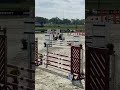 Show jumping horse Mooie ruin om prijzen te rijden
