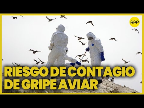 Gripe aviar en Perú: Estos son los cuidados a tener para no contraer la H5N1