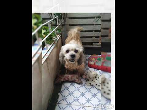 I-love--my-dog... I-love--my-dog...