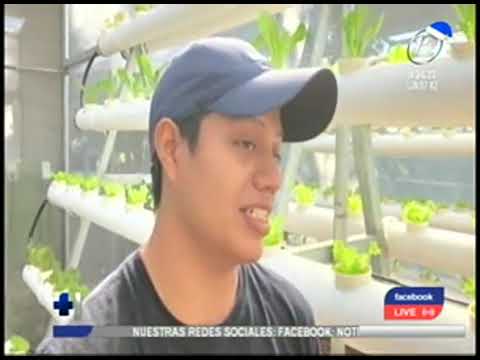 Hechos del Agro: Cultivo de lechuga en acuaponía