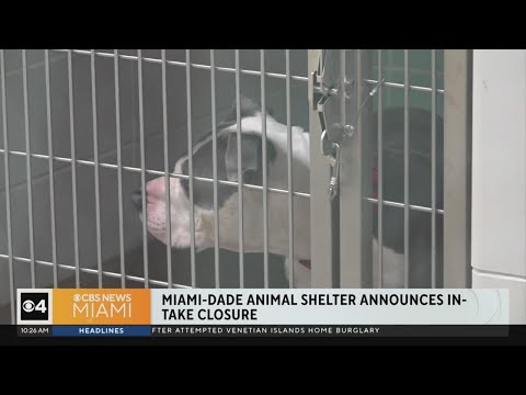 Miami-Dade Animal Services temporarily closes shelter due to overcapacity