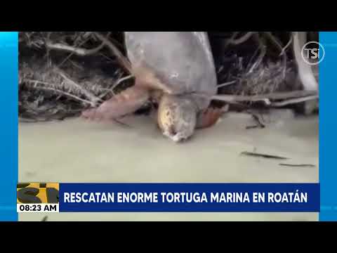 Rescatan enorme tortuga marina en Roatán