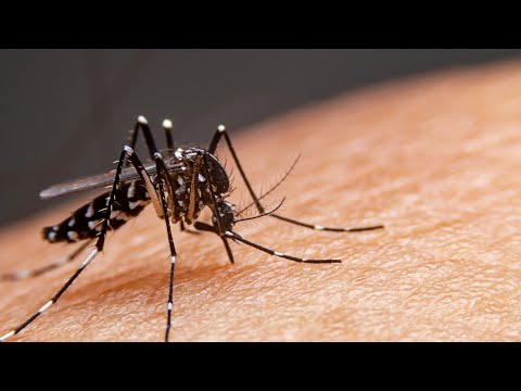 Aumentan casos de dengue en Nicaragua, asegura Minsa