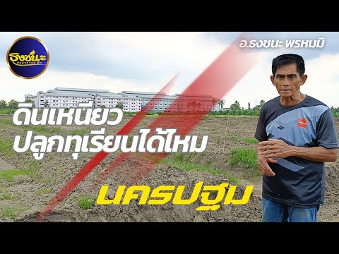 ดินเหนียวปลูกทุเรียนได้ไหม|น