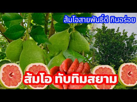 ปลูกส้มโอทับทิมสยาม|ส้มโอสายพ