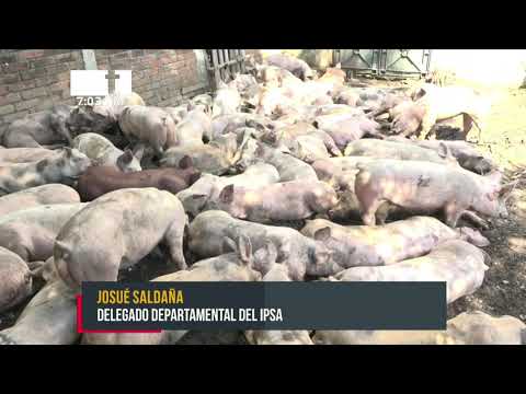 Entregan cerdas para fortalecer la producción porcina en Tipitapa - Nicaragua