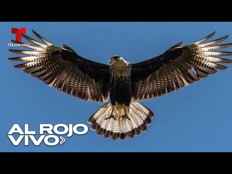 Sujeto admite haber “asesinado a un águila protegida” para vender sus plumas