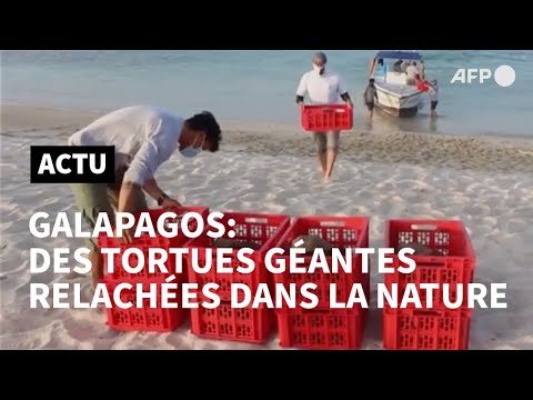 36 tortues des Galapagos réintroduites dans leur milieu naturel | AFP