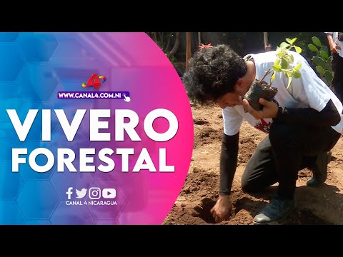 Establecimiento de vivero forestal y plantas medicinales en comunidad rural de Managua
