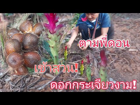 ดอกกระเจียวงาม!สละอินโดหวานมีท