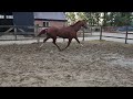 Dressuurpaard Super fijn, leergierig paard voor de toekomst !