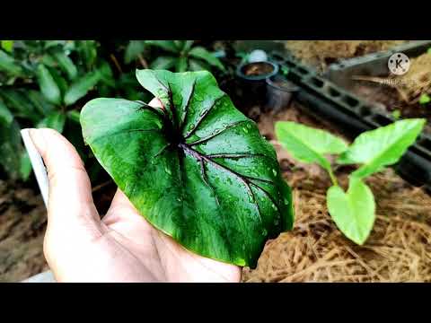 colocasia-pharaohs-mask-หน้ากา colocasia-pharaohs-mask-หน้ากา
