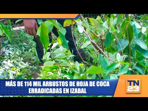 Más de 114 mil arbustos de hoja de coca erradicadas en Izabal