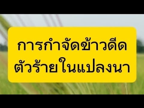 การกำจัดข้าวดีด​ข้าวเด้ง|ในแ