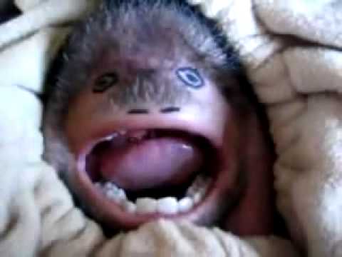 Video: Maža beždžionėlė - ...