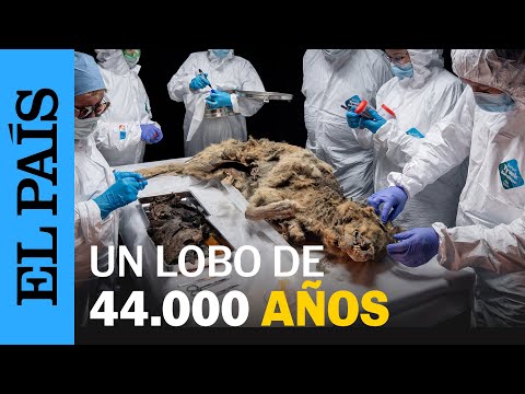 CIENCIA | La autopsia a un lobo de 44.000 años encontrado en Siberia | EL PAÍS
