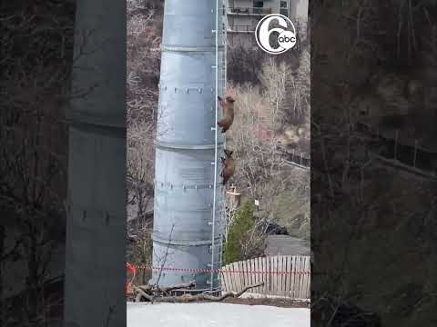 Bear cubs climb Colorado gondola lift tower