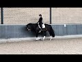 Dressage horse Super knap & talentvol