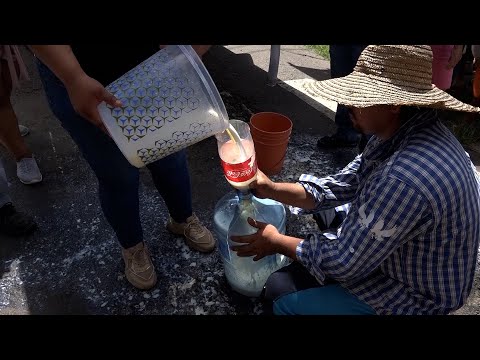 Productores en Chiriquí regalan miles de litros de leche ante pérdidas millonarias