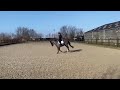 Allround-pony Lieve zwarte D pony te koop