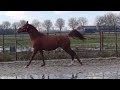 Dressuurpaard 3 jarig sport paard van KJENTO