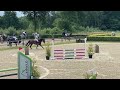 Show jumping horse Getalenteerde 5-jarige ruin v Contendro 1