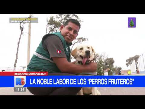 #ReporteSemanal | Desde Cusco, conoce la noble labor de los perritos fruteros