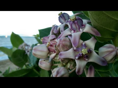 Good-morning-Pattaya-Thailand- Good-morning-Pattaya-Thailand-