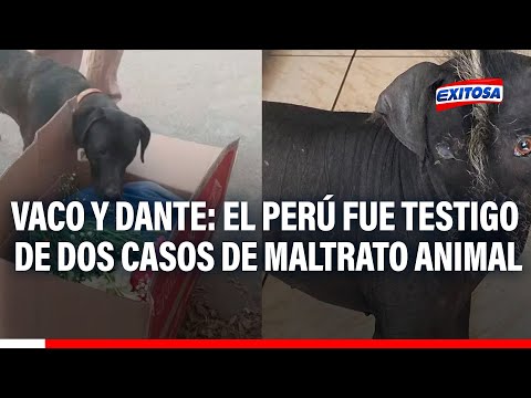 Vaco y Dante, dos perritos que fallecieron producto del maltrato animal: ¿cuál es la sanción?