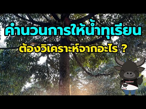 การวิเคราะห์การให้น้ำของทุเรีย