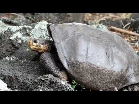 Las cedrelas, un árbol que amenaza la migración de las tortugas gigantes de Galápagos