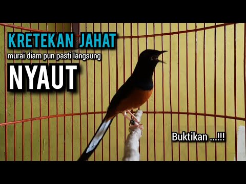 KRETEKAN murai batu gacor BUAT PANCINGAN murai batu agar bunyi JADIKAN burung murai gacor EMOSI