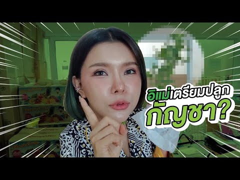อิแม่เตรียมกัญชา-ให้ลูกๆของเค้ อิแม่เตรียมกัญชา-ให้ลูกๆของเค้